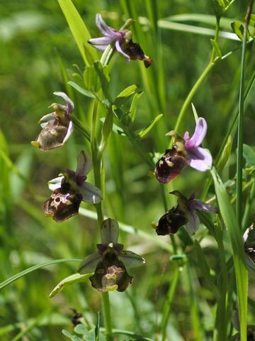 Markant braun-violett schattierte Blütenblätter und eine komplex gemusterte, dunkel gefärbte Lippenblüte kennzeichnen die Hummel-Ragwurz.
